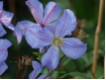 Clematis viticella 'Prince Charles' - Waldrebe hellblau