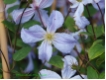 Clematis viticella 'Prince Charles'