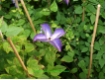 Clematis viticella 'Venosa Violacea' - Waldrebe violettblau