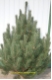 Pinus rostrata